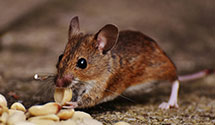 24 Hour & Emergency Exterminators in Hot Springs, VA